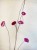 obrus__w_kwiaty_ecru_85x120_185zl_1.jpg